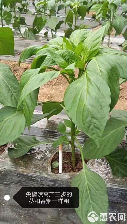 复合微生物菌剂生根壮秧膨果快专治带瓜慢秧不旺秧不长一桶顶普通肥料